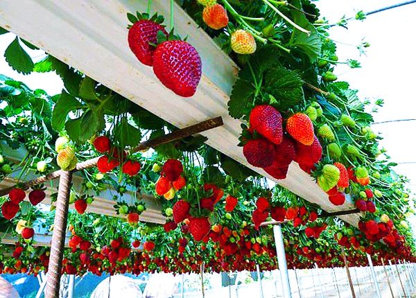 Déguster les fraises dans le jardin des fraises à Da Lat